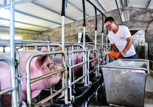     在山西省武乡县上司乡韩庄村，大学毕业后的张露返乡后办起了养猪场，采用水雾降温、全程防疫等技术，产生了良好的经济效益。新华社