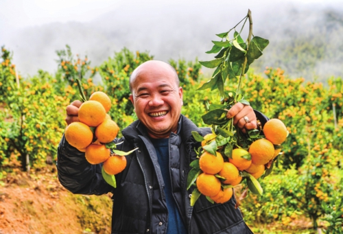 初春时节,福建省福州市永泰县长庆镇福斗村近3000亩高山生态果园迎来丰收季,漫山遍野可见沃柑、砂糖橘等高山水果,村民抢抓农时采收外销。图为在福斗村大森林硕丰农业高山水果基地,返乡创业种植高山水果的村民展示采收的沃柑。新华社