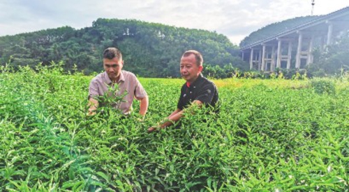 建行海南省分行驻村干部在查看忧遁草生长情况。图片由建行海南省分行提供