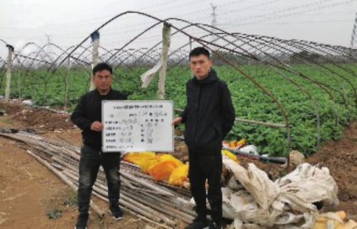 图为安华农险工作人员在地头对马铃薯目标价格保险进行验标。安华农险枣庄市中心支公司/供图
