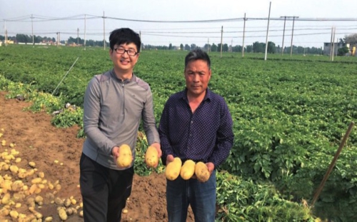 近年来,目标价格保险为滕州市稳定马铃薯种植面积、促进马铃薯产业发展发挥了积极作用。渠琪琪/摄