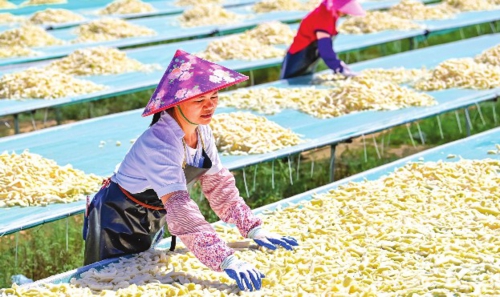 近年来,内蒙古鄂尔多斯市鄂托克前旗依托当地气候和地理条件,通过“企业+农牧户”模式建设白萝卜种植基地,打造白萝卜全产业链,加工好的萝卜干不仅畅销江苏、四川、贵州、香港、澳门等地,还远销海外,保障农牧民稳定增收。图为工人在鄂托克前旗城川镇一家副食品公司晾晒白萝卜条。新华社