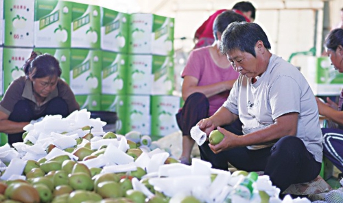 吴桥:特色种植拓宽村民致富路
近年来,河北省沧州市吴桥县利用当地土壤、气候以及种植资源等优势,积极调整农业产业种植结构,通过政策引导和扶持,以市场为导向引导农民规模化、专业化发展蔬菜、瓜果等特色种植业,促进农业增效和农民增收,有效助推乡村振兴。图为在吴桥县于集镇华森果品种植专业合作社,村民们将刚采摘的梨进行分拣包装。新华社