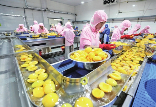 安徽贝宝食品有限公司黄桃罐头生产现场。