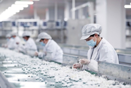 湖南省作为我国蚕桑产业发展的传统优势区域之一,栽桑养蚕历史悠久。如今,智能化转型带动这个古老产业焕发新生。位于湖南省浏阳市的中茧新科桑蚕生物产业有限公司是一家以工厂化人工饲料养蚕为核心、集科农工贸为一体的茧丝绸全产业链企业。在该公司投资建设的雅士林长沙(国际)蚕桑丝绸智造产业园内,完成了人工饲料养蚕从实验室到量产车间的跨越,实现了蚕茧的稳定量产,用“农业的工业化,工业的智能化”为蚕桑产业新质生产力写下生动注脚。图为工作人员在采茧生产线上工作。新华社